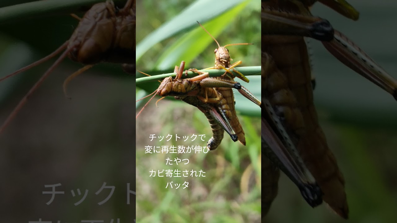 昆虫#自然#寄生- YouTube