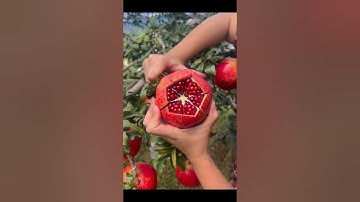 Fruit Farming View part 640 #fruit #farming #farm #farmers #shorts #Pomegranate