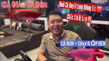 Huyết Long Nuôi Bao Lâu Lên Màu ? Trải Nghiệm Tẹt Ga Chơi Huyết Long | Ca Rong HungNho