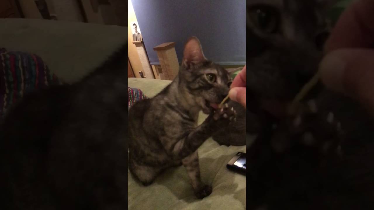 feline infectious peritonitis natural treatment Smokey and his Mouse