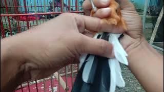 pola ekor MURAI BATU BORNEO SERAWAK@bangunprayitno1177