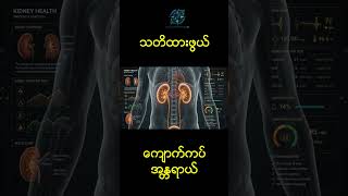 "သတိပြုဖွယ် ကျောက်ကပ်အန္တရာယ်" Health Compass AI #kidny health #ကျန်းမာရေး #shorts #shortvideo