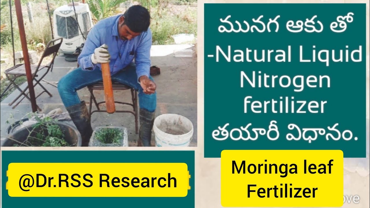 మునగఆకు తో అద్భుతమైన Natural liquid Nitrogen fertilizer.by Dr.RSS