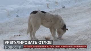 Бездомные собаки: убрать с улиц. Новости. 25/03/2024. GuberniaTV