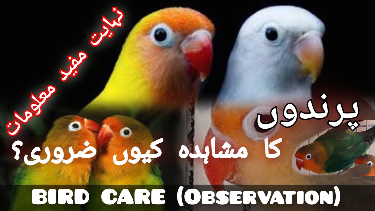 why birds' observation is important? پرندوں کا مشاہدہ کیوں ضروری ہے