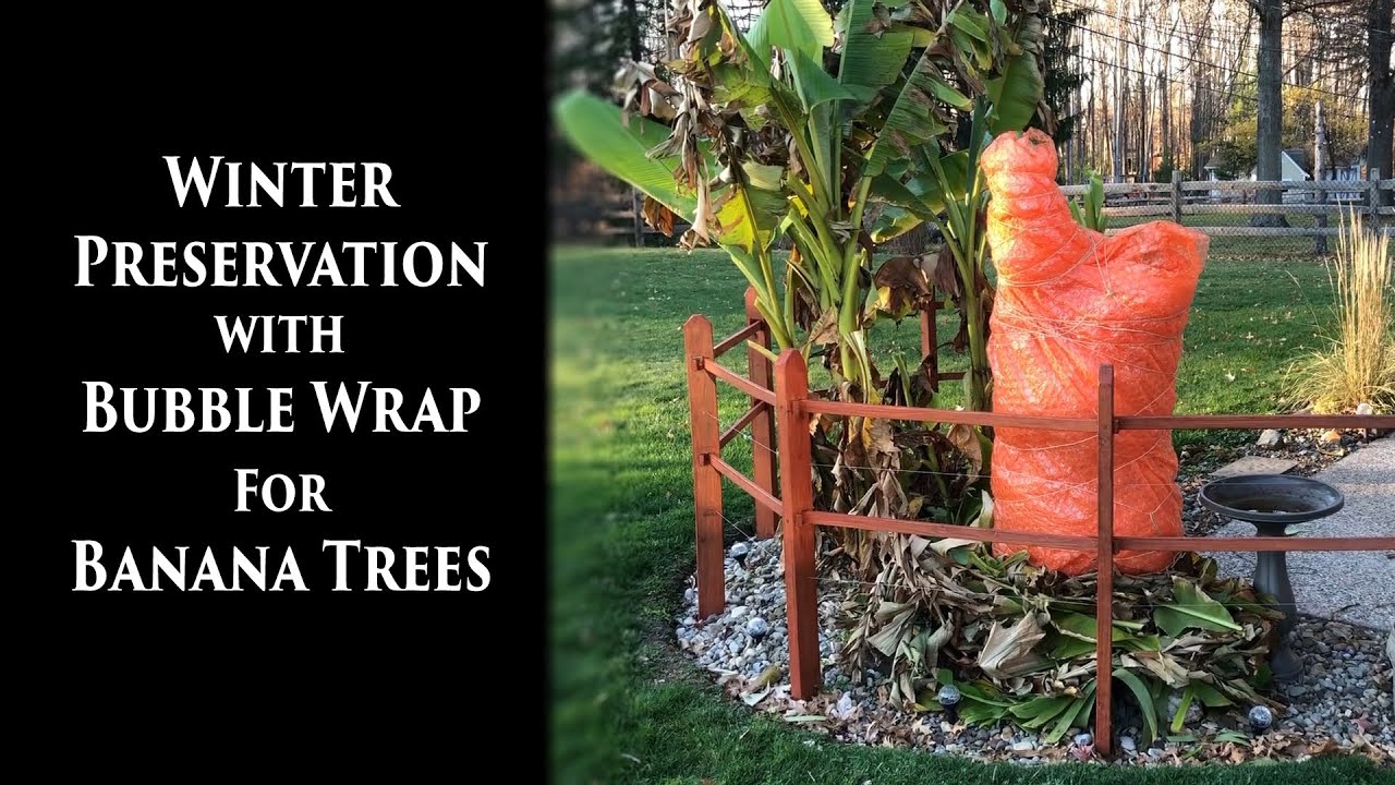 Attempting to use Bubble Wrap to Protect Musa Basjoo Banana Plants Over