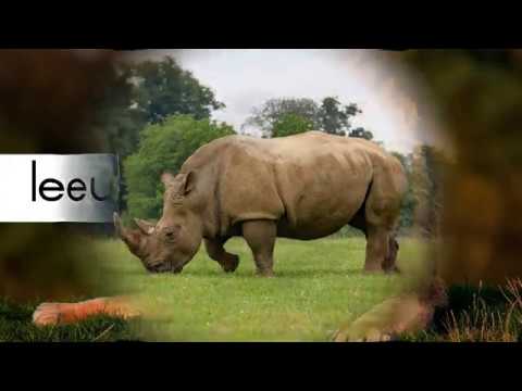 Video: Die gevaarlikste diere in Afrika. Groot Afrikaanse Vyf