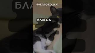 Факты о кошках (Часть 2)