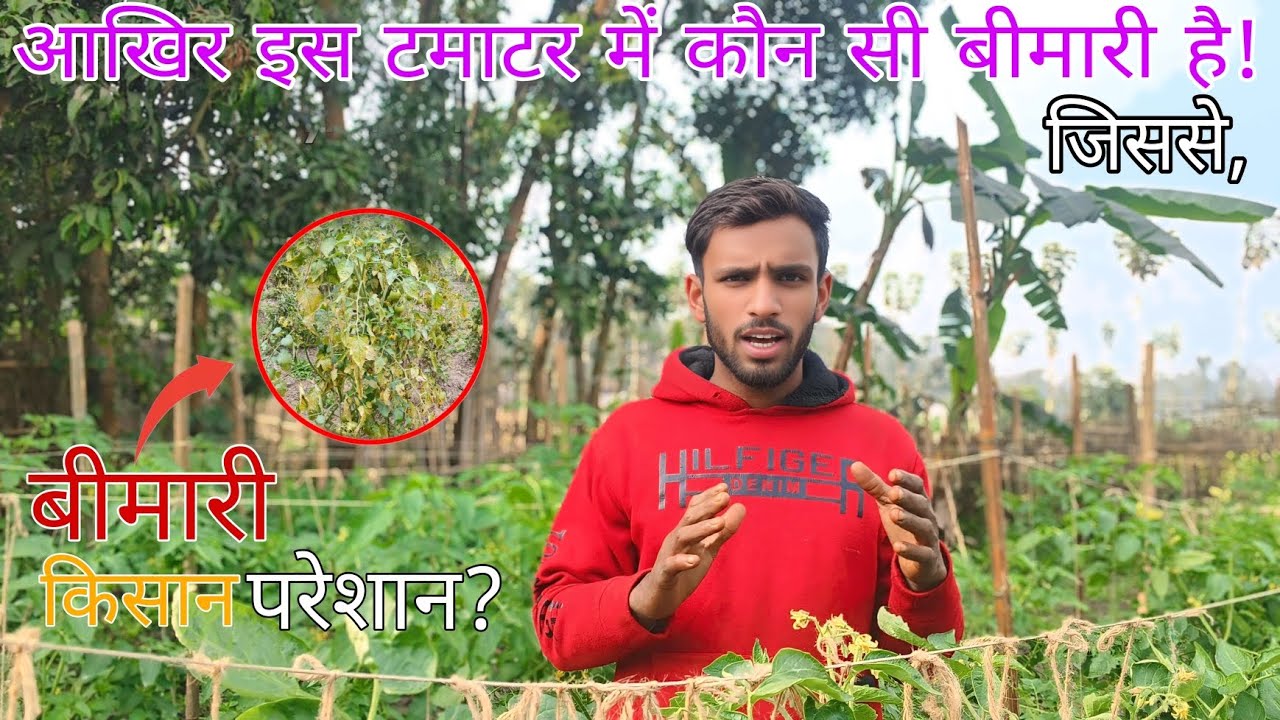 आखिर टमाटर में ऐसी कौन सी बीमारी है, जिससे किसान जायदा परेशान होते है? || Shivam form blogger ||
