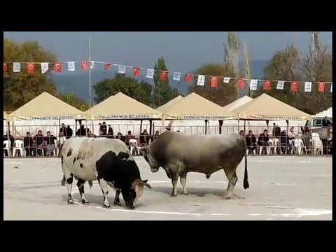 REİS  -  CEZA  / ORTAKLAR - AYDIN / TÜRKİYE ŞAMPİYONASI