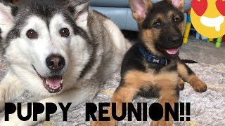 Husky Reunion With Puppy!!! [HE GETS BRAVE!]