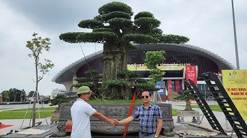 Cây Duối 6 Tỷ tại triển lãm cây cảnh Bắc Giang