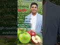 Apple 99 🍎 Apple where 🍏 plant's plantation work call 🤙🏻 9236914147
