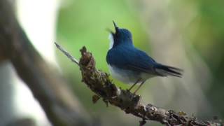 コルリ（1）さえずり - Siberian blue robin - Wild Bird - 野鳥 動画図鑑