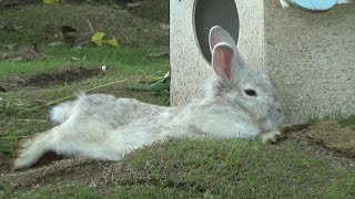 伸び~~るウサギさん　Cute rabbit nap time  【Cute animal videos】【こども動物自然公園】