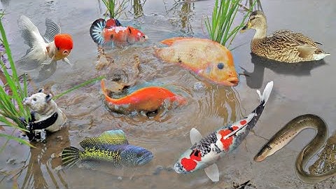 Bắt cá trê trong hố, cá lóc, cá cảnh, cá koi, cá sấu, ba ba, tôm hùm, cá chép1