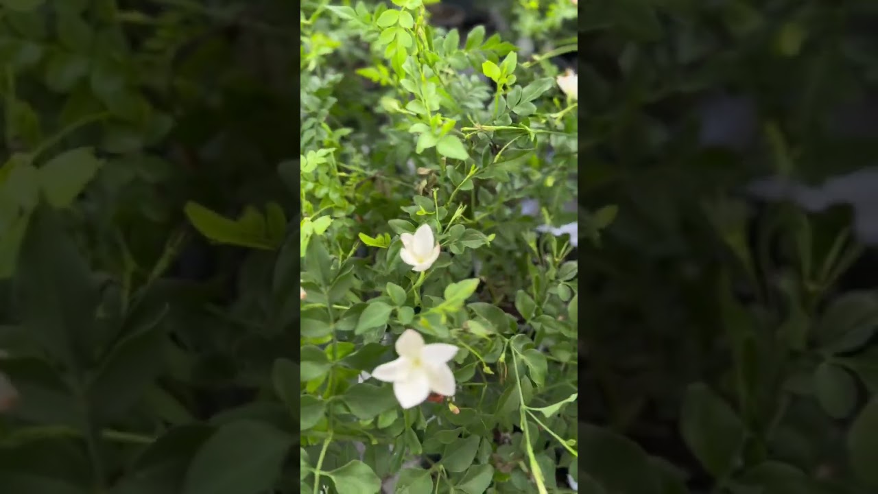 Poet’s jasmine and Pink jasmine are not the same!