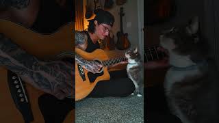 Grace loves this song #pets #cat #acousticguitar