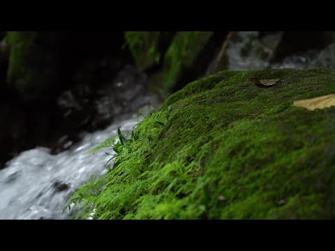 Green Moss Stock