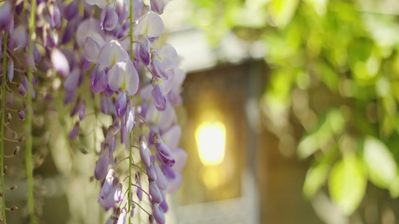 No Copyright Nature Video | Copyright Free Nature Video - NCF_HD_1080p