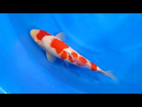 GK-3495 - Kohaku - Dainichi
Variety: Kohaku