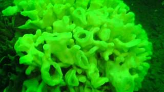 scuba diving Sponge bob Howe sound