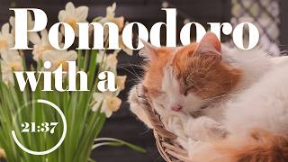 No AI Cat Nap Pomodoro Timer - Study with Summer Vibes