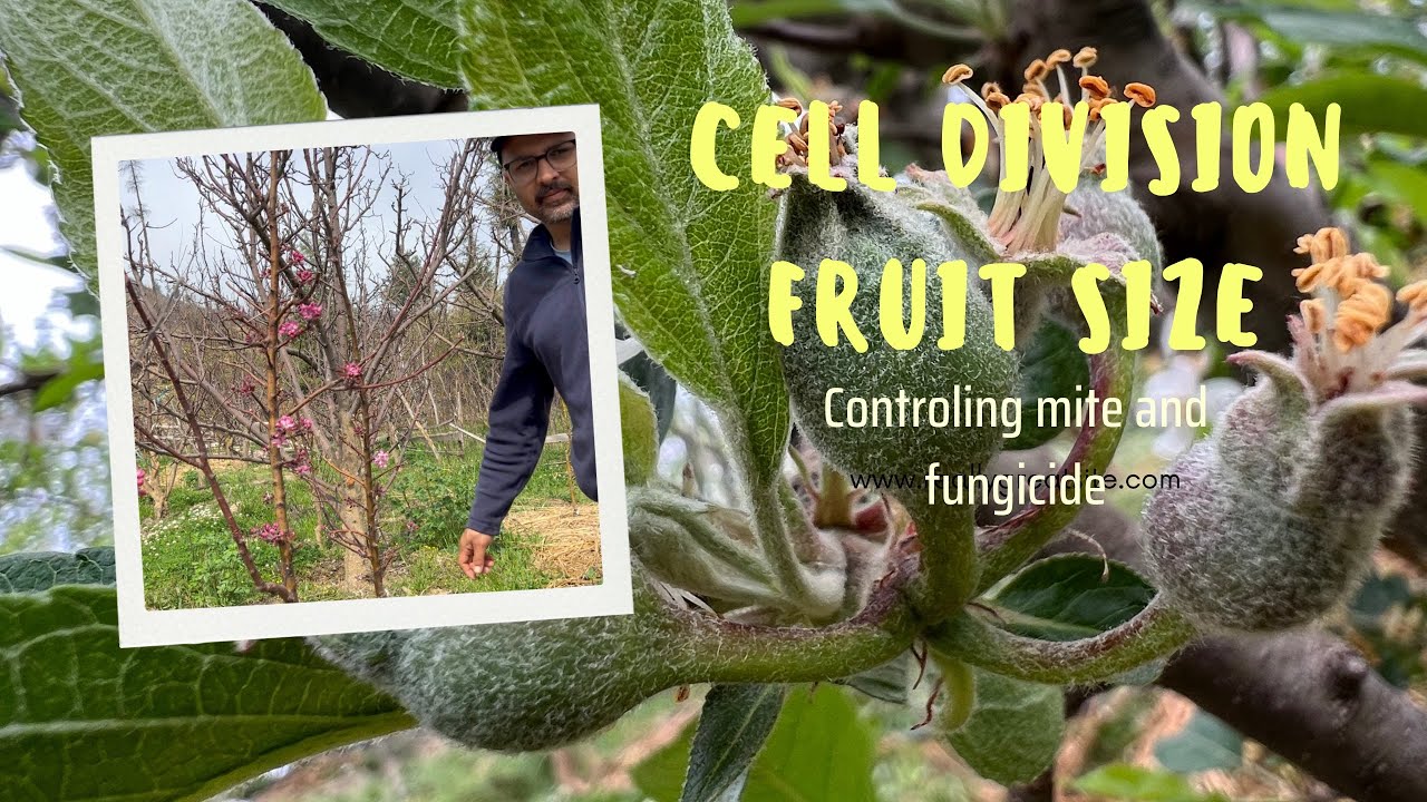 Cell division | Mite | Fungicides | Fruit size