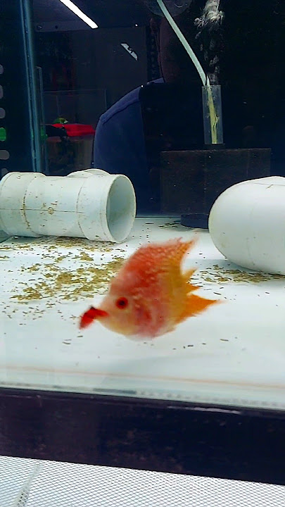 Feeding fish to my short body Flowerhorn 🤌🏻#petcarat  #fish #flowerhorn #aquariums #fishroom #viral