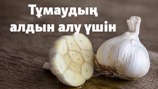 Тұмаудың алдын алатын Сарымсақ пайдасы, Чеснокпен емделу, Тұмаудан емделу