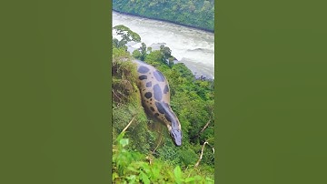 Encounter with the giant snake of the Amazon #snake #anaconda #snakevideo #amazon #jungle #viral