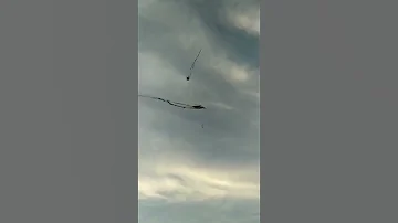 لحظه طيران اكبر طياره في مدينه نصر 5متر 
