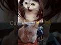 #cat #cats #catreaction #collab #shorts #subscribe #catlover 🥰😹❤️😻☺️😻 #funnycats