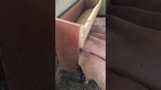Nos Techniques Délevage Avec Un Mangeoire En Bois