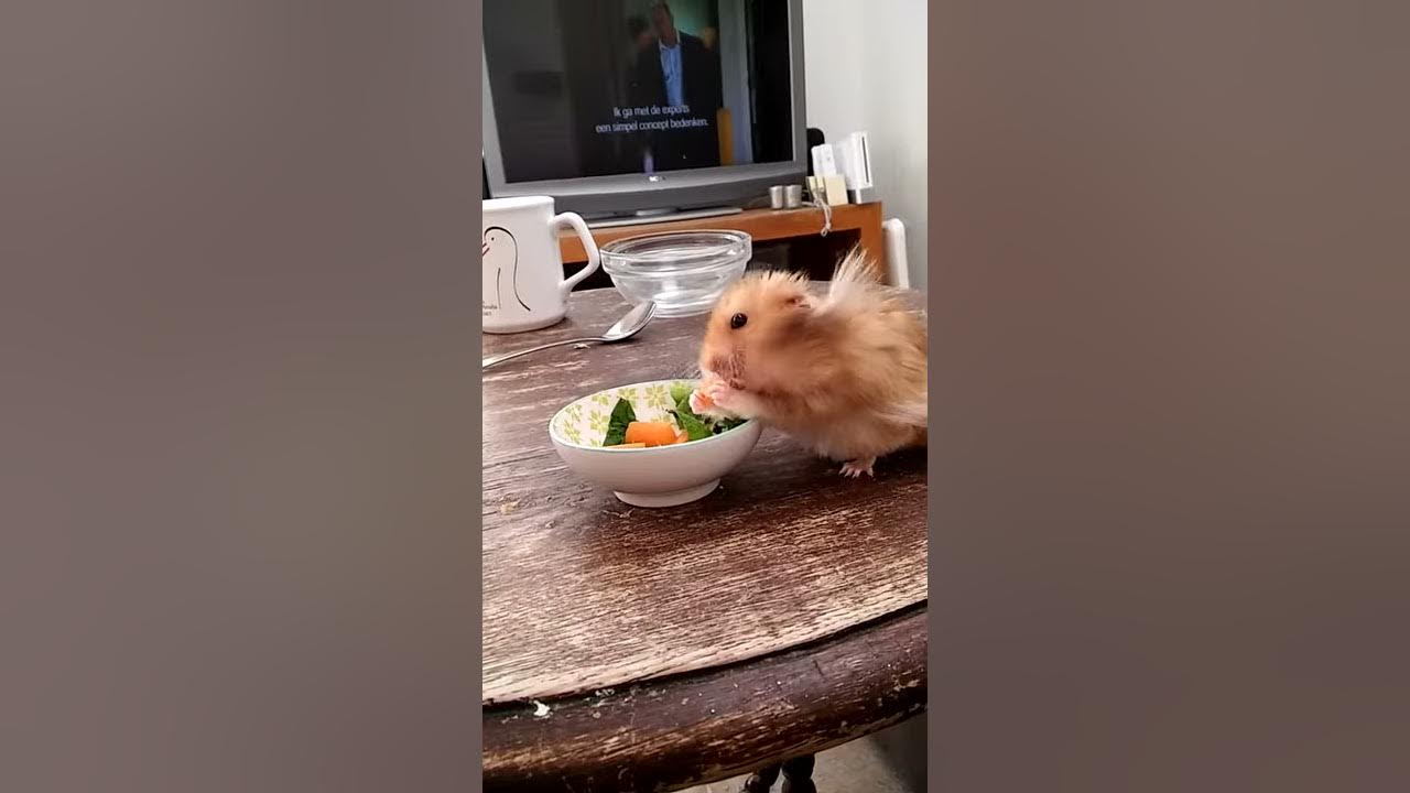 Etende hamster - YouTube