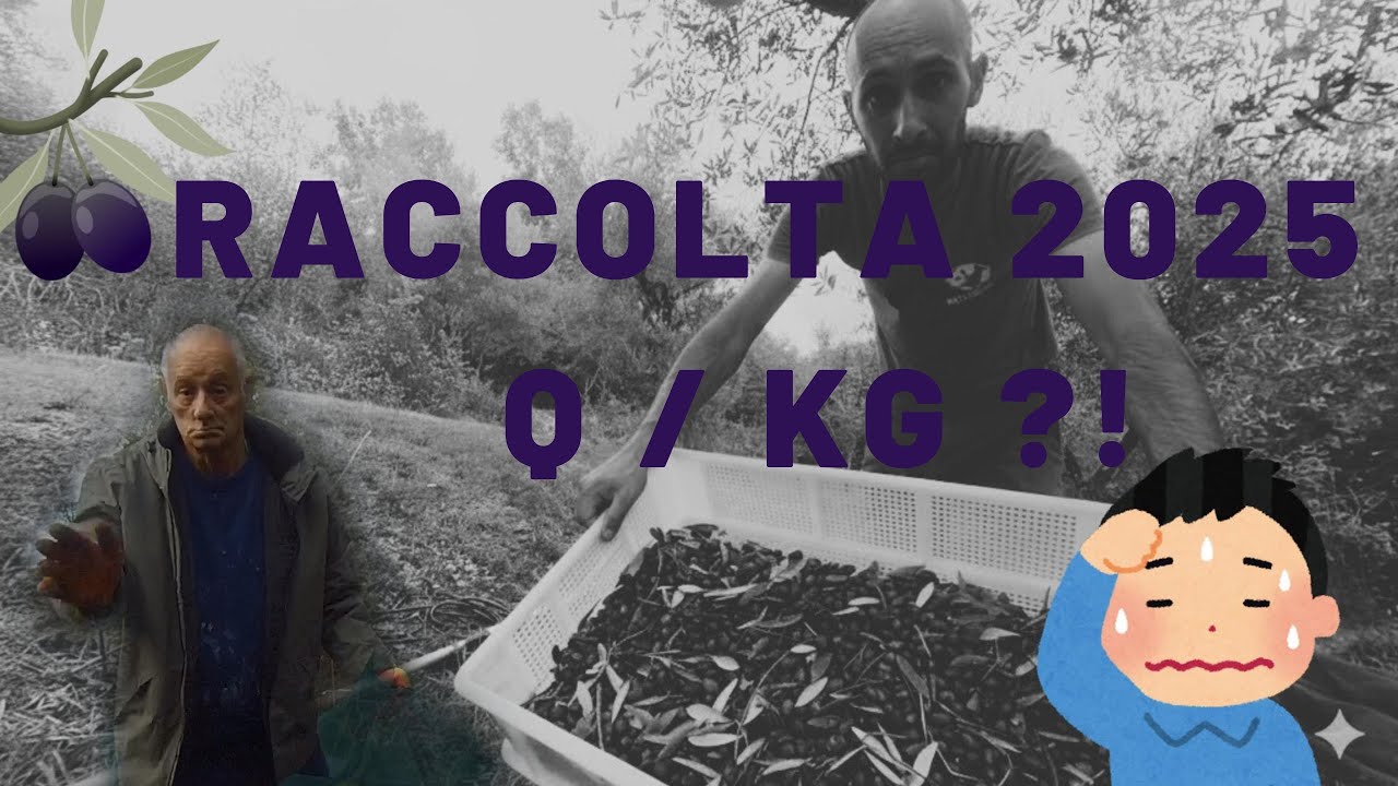 Un Raccolto di Olive Andato Male Come Non Mai #terreno #olioevo