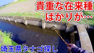 こんなところに準絶滅危惧種の二枚貝が生息する水路で釣れたのは埼玉県タナゴ探し小物釣り