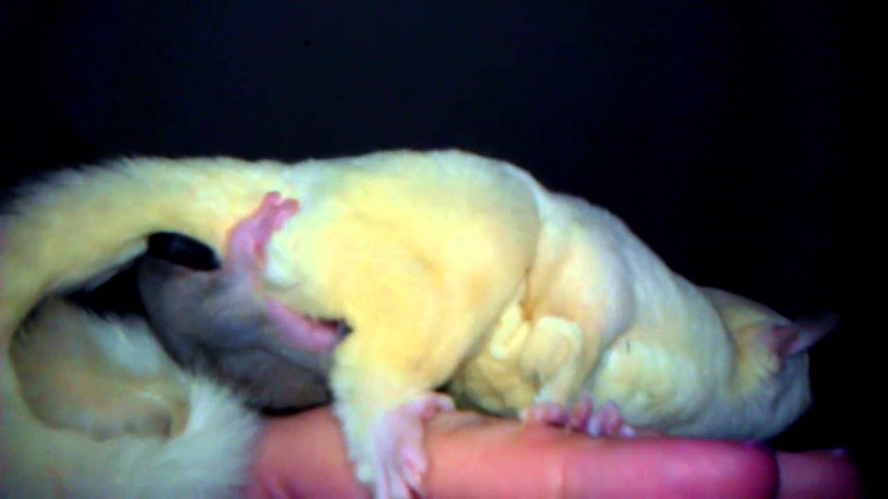 Albino Sugar Glider