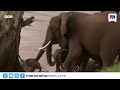 Speaker notes that 'almost one in five herds are orphan herds' in northern Kenya | ANC