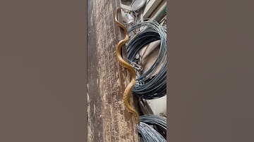 차 옆을 기어다니는 뱀 #snake #kingkobra #nest #국립생물자원관 #wildlife #독침 #shorts #viral #trending #cobra #new