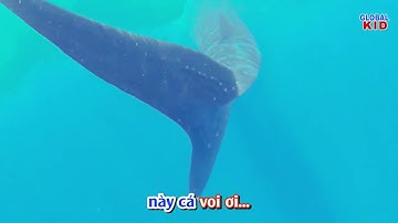 WHALE - CÁ VOI | Bài hát tiếng Anh dành cho thiếu nhi | Sáng tác: Phạm Đăng Khương