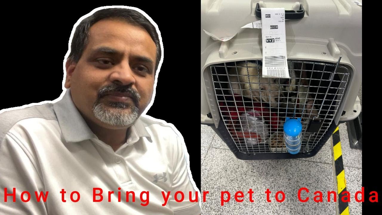 How to Bring your Pet to Canada... YouTube