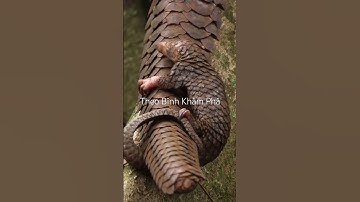 Tê tê (trúc) cõng con trên lưng đi kiếm ăn #shortvideo #thưgiãn