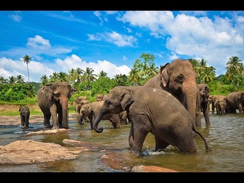 Шри Ланка Дикая Природа - Дикая Природа Шри-Ланки - Чарующая Шри-Ланка