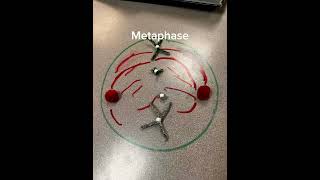 Modeling Mitosis Activity #mitosis #celldivision #stopmotion