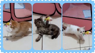 @cc.cutecats NEW TOY FOR KITTENS 🐱🐱🐱 #kitten #cat #kitty #kucing #playingcats by CC.CUTECATS 397 views 3 weeks ago 3 minutes, 30 seconds