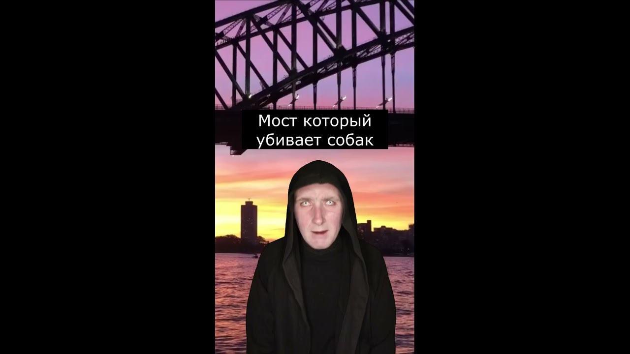 обычная собака, которая показывает