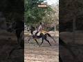 Faizabad Horse Race 2026 Rounahi Race  Faizabad Ghoda 👑 Race #horse #horseshorts #sindhi #racing