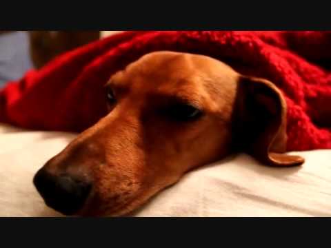 I Just Gave Viagra To A Wiener Dog - YouTube