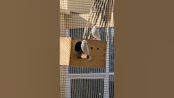 Cute Java Finch Sparrow Bird